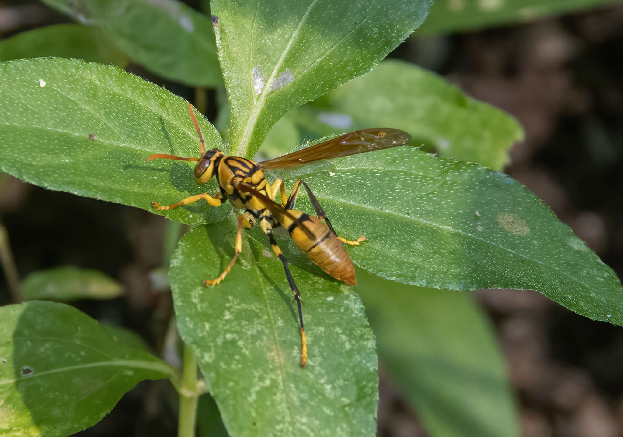 Image of Polistes diabolicus de Saussure 1853