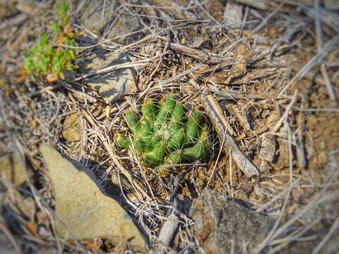 Image of longmamma nipple cactus