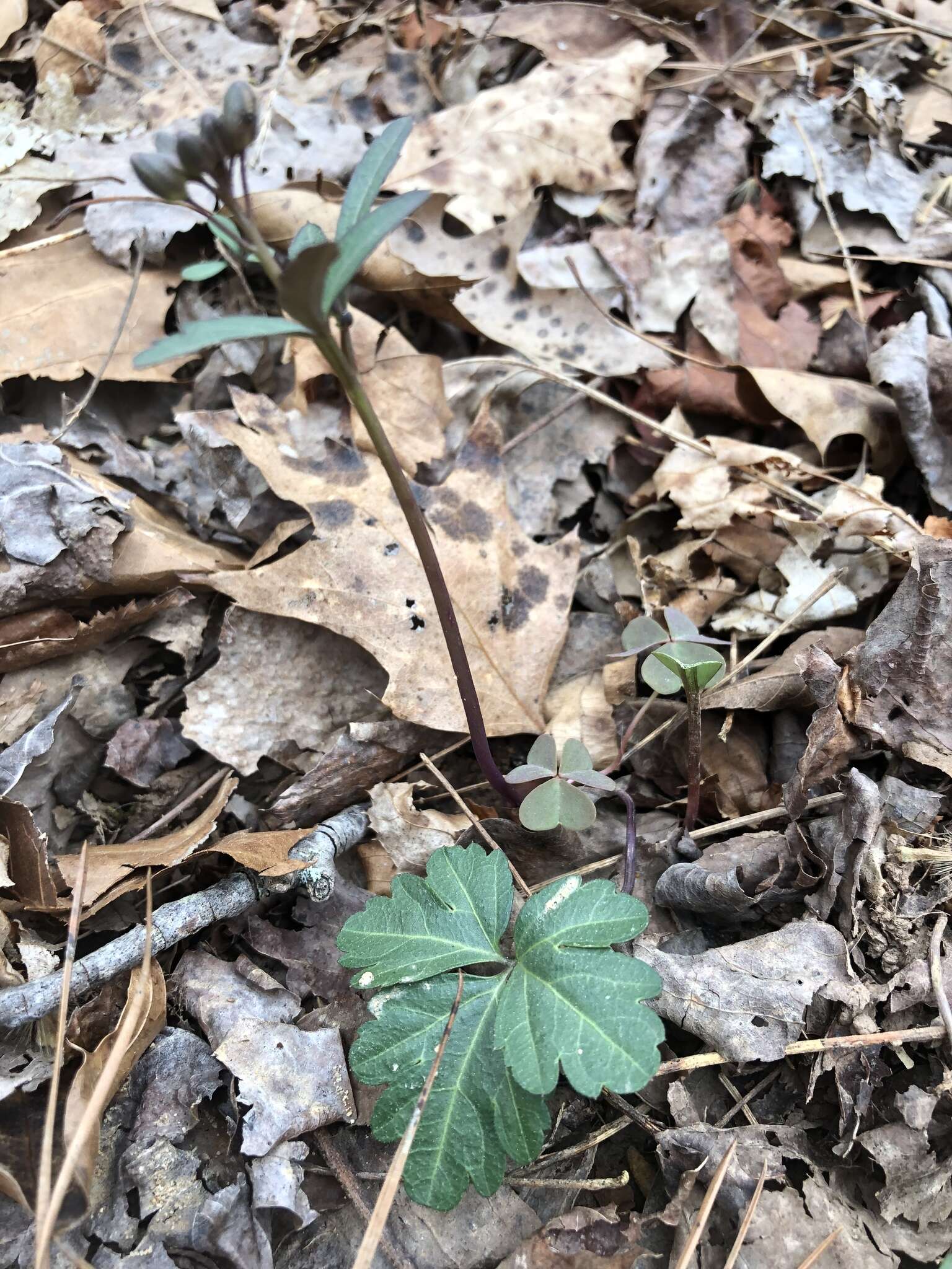 Image of slender toothwort