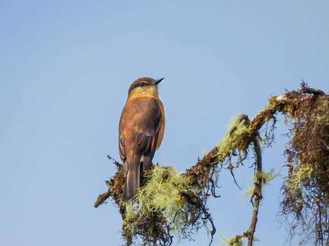 Myiotheretes fuscorufus (Sclater, PL & Salvin 1876)的圖片