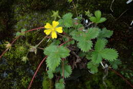 Image of Potentilla matsumurae Th. Wolf