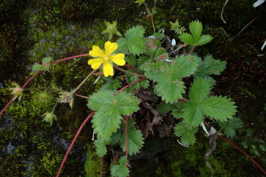 Image of Potentilla matsumurae Th. Wolf