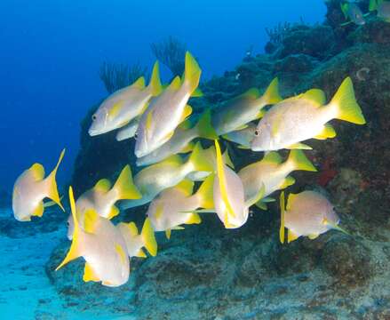 Image of Dogtooth Snapper