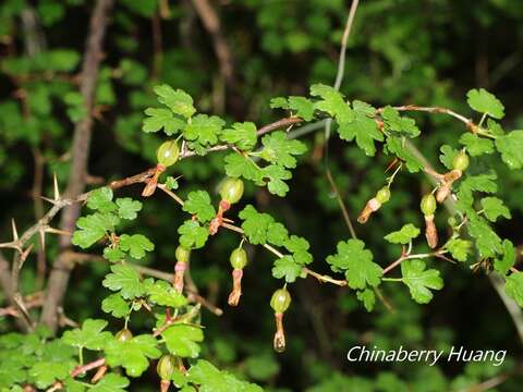 Image of Ribes formosanum Hayata