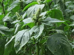 Image of redroot amaranth