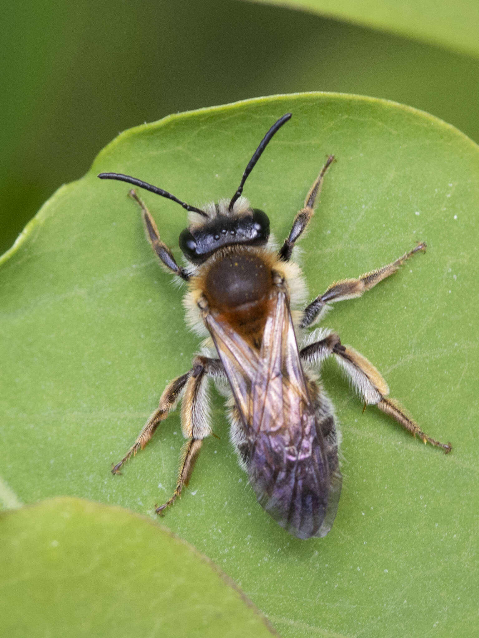 Image of Andrena helvola (Linnaeus 1758)