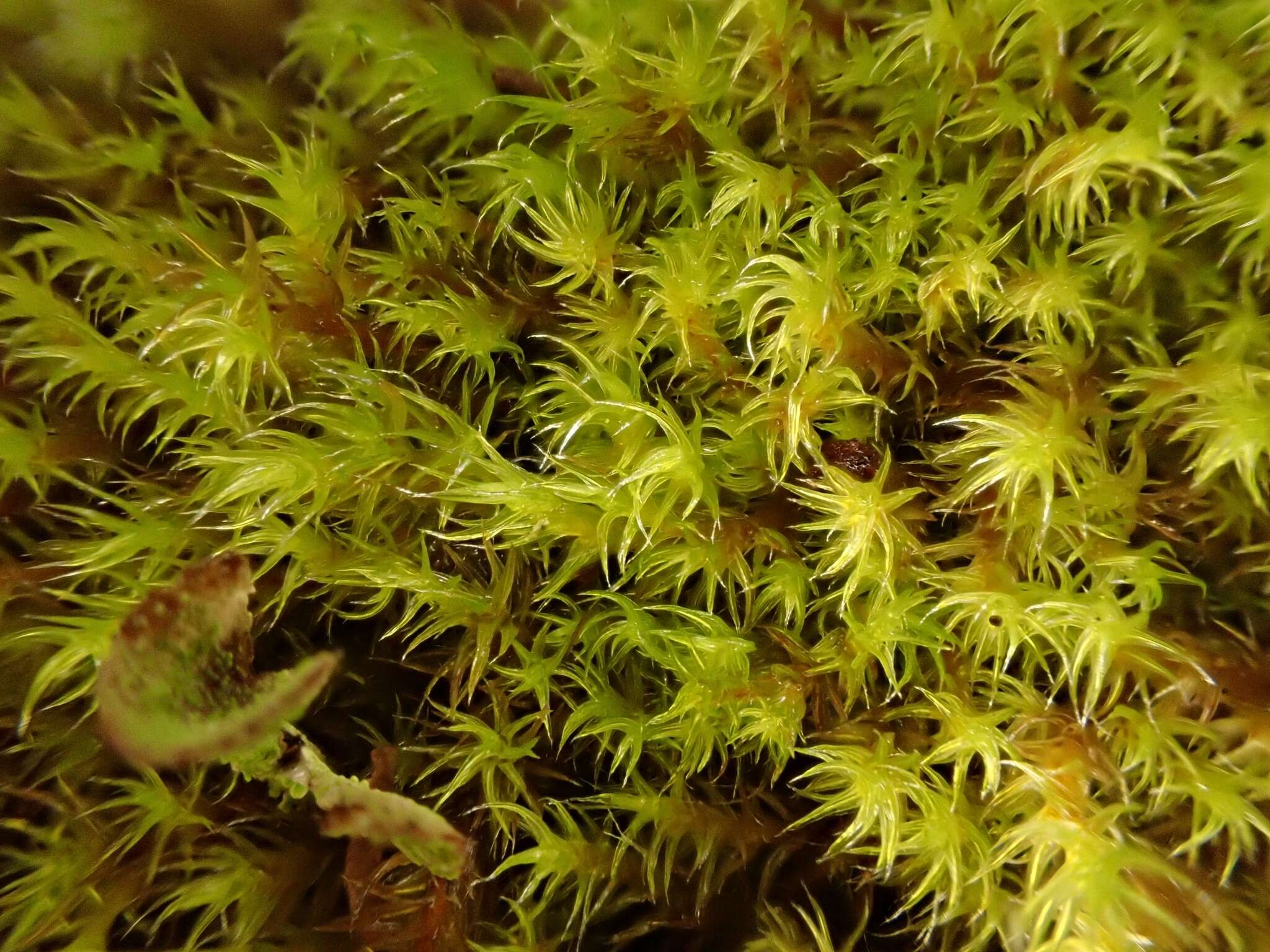 Image of racomitrium moss