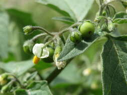 Image of European Black Nightshade