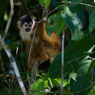 Image of Black-crowned Central American Squirrel Monkey