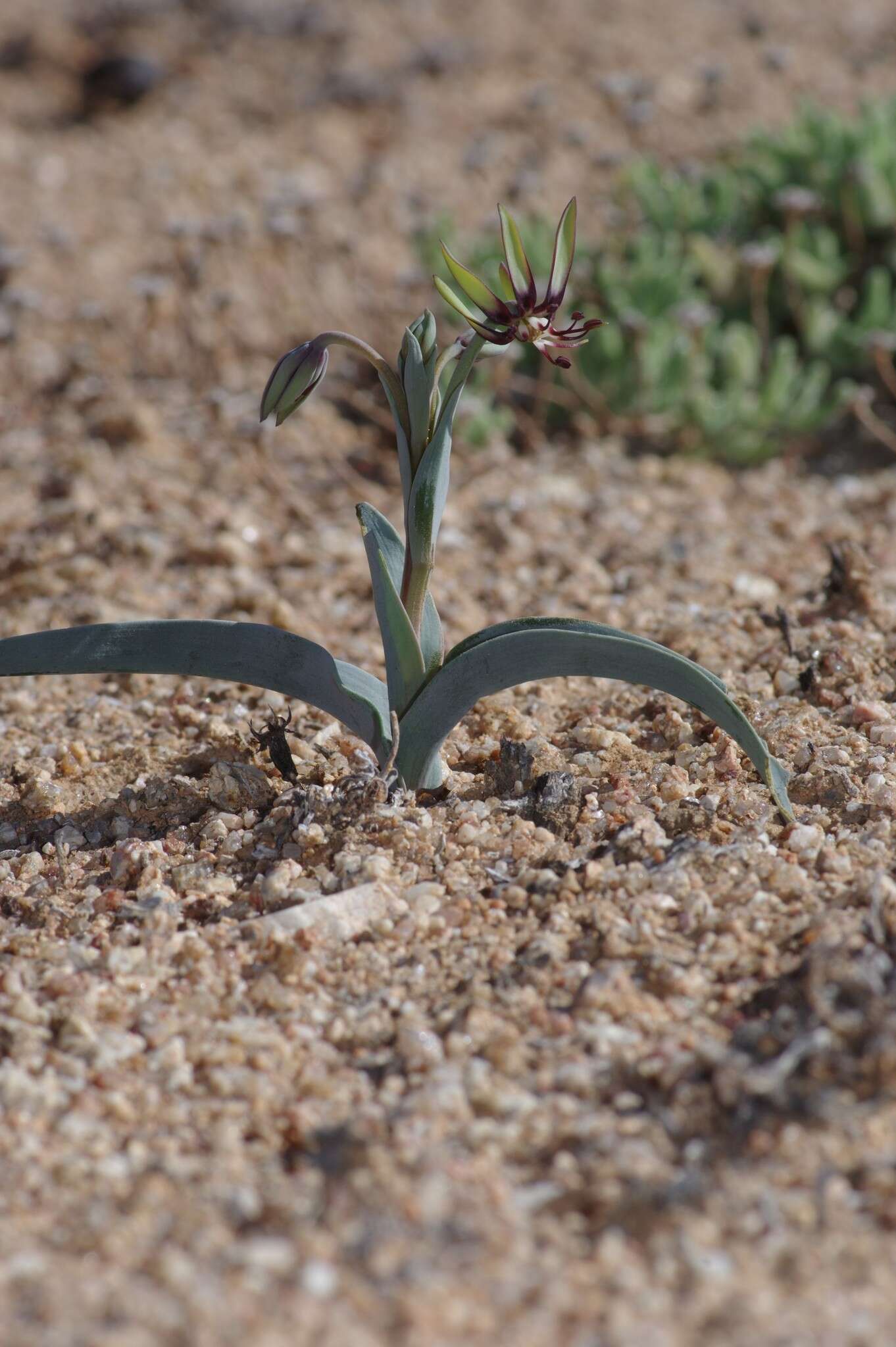 Imagem de Ornithoglossum vulgare B. Nord.