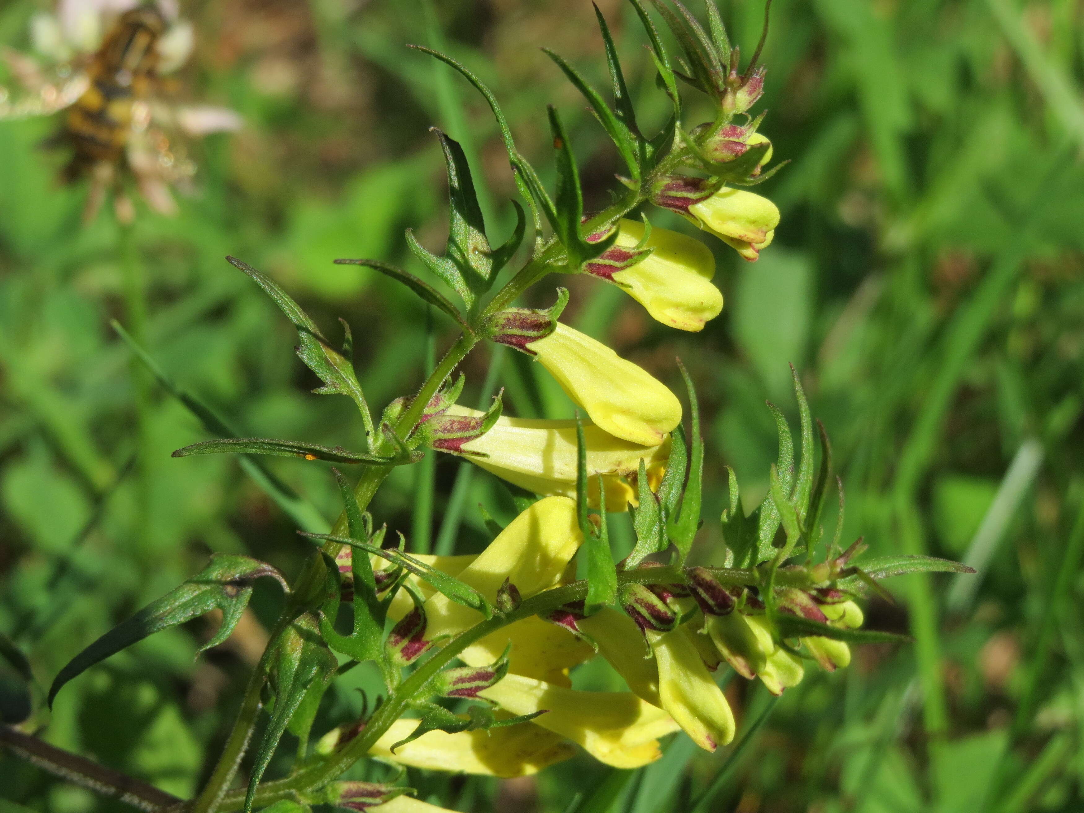 Image of common cow-wheat