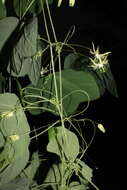 Image of slender passionflower