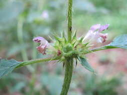 Image of lesser hemp-nettle