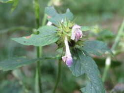 Image of lesser hemp-nettle