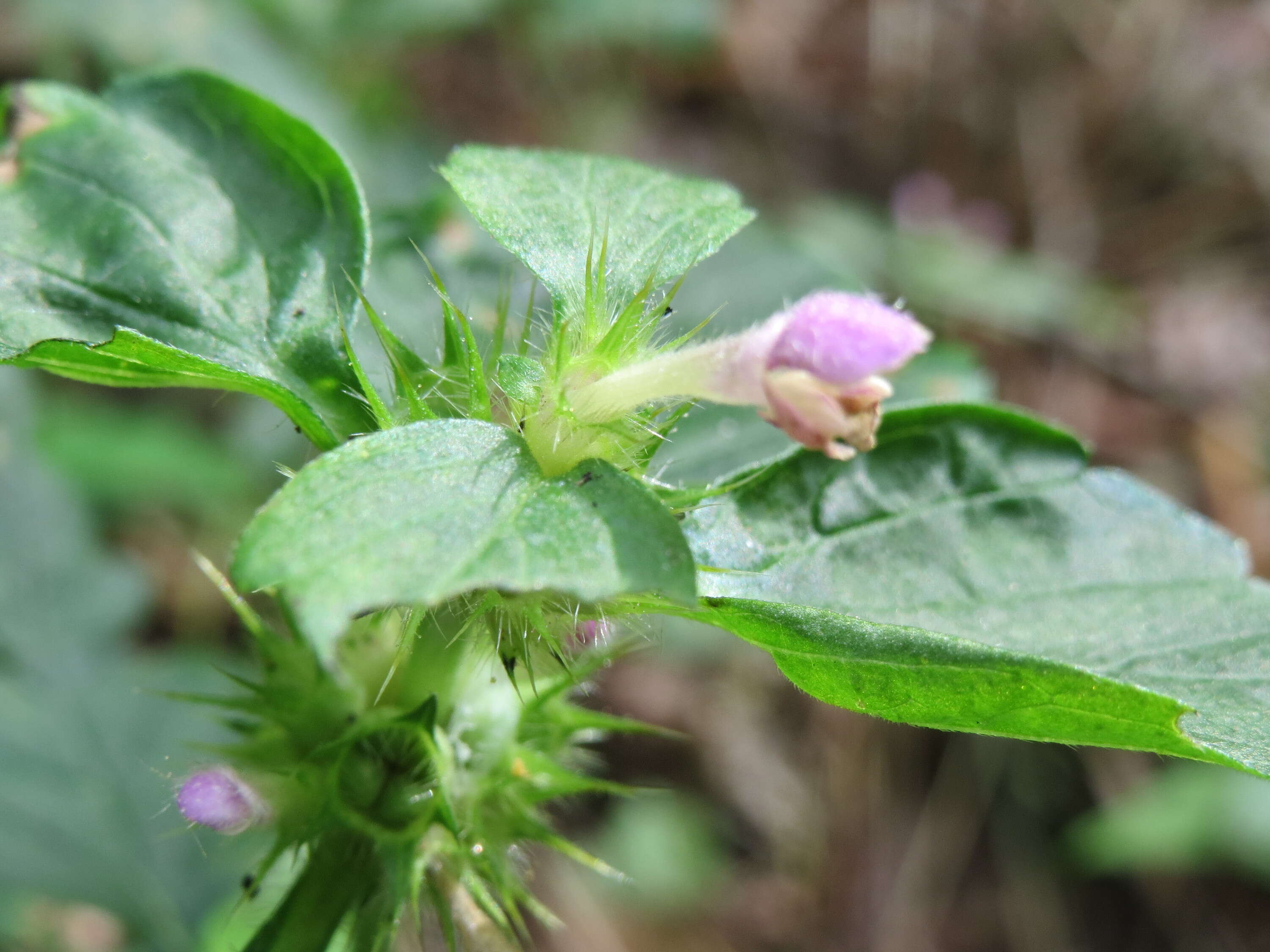 Image of lesser hemp-nettle