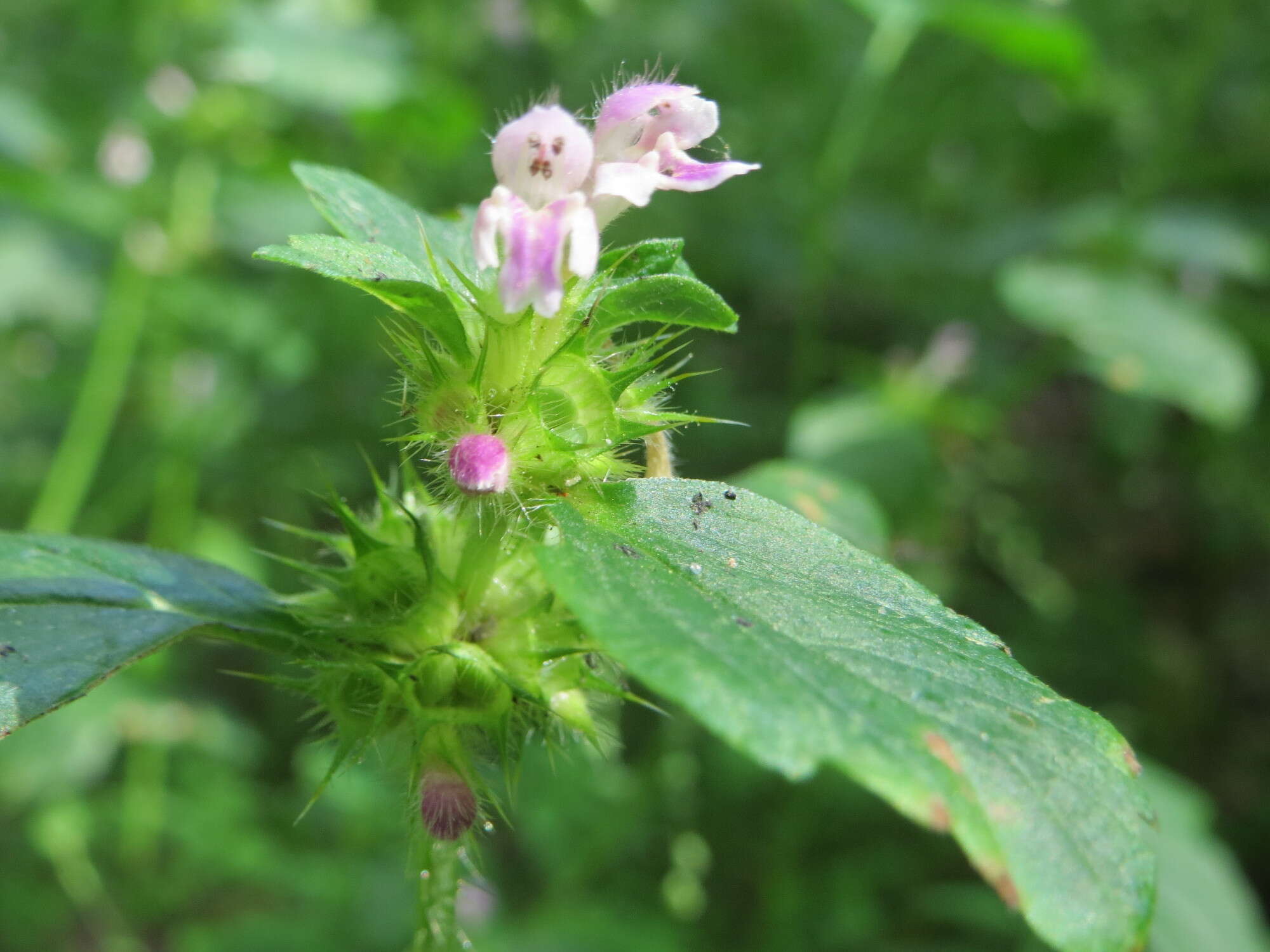 Image of lesser hemp-nettle