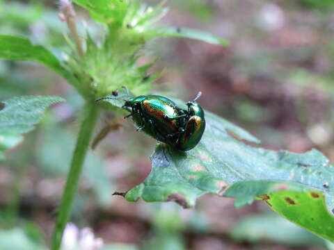 Image of Chrysolina fastuosa