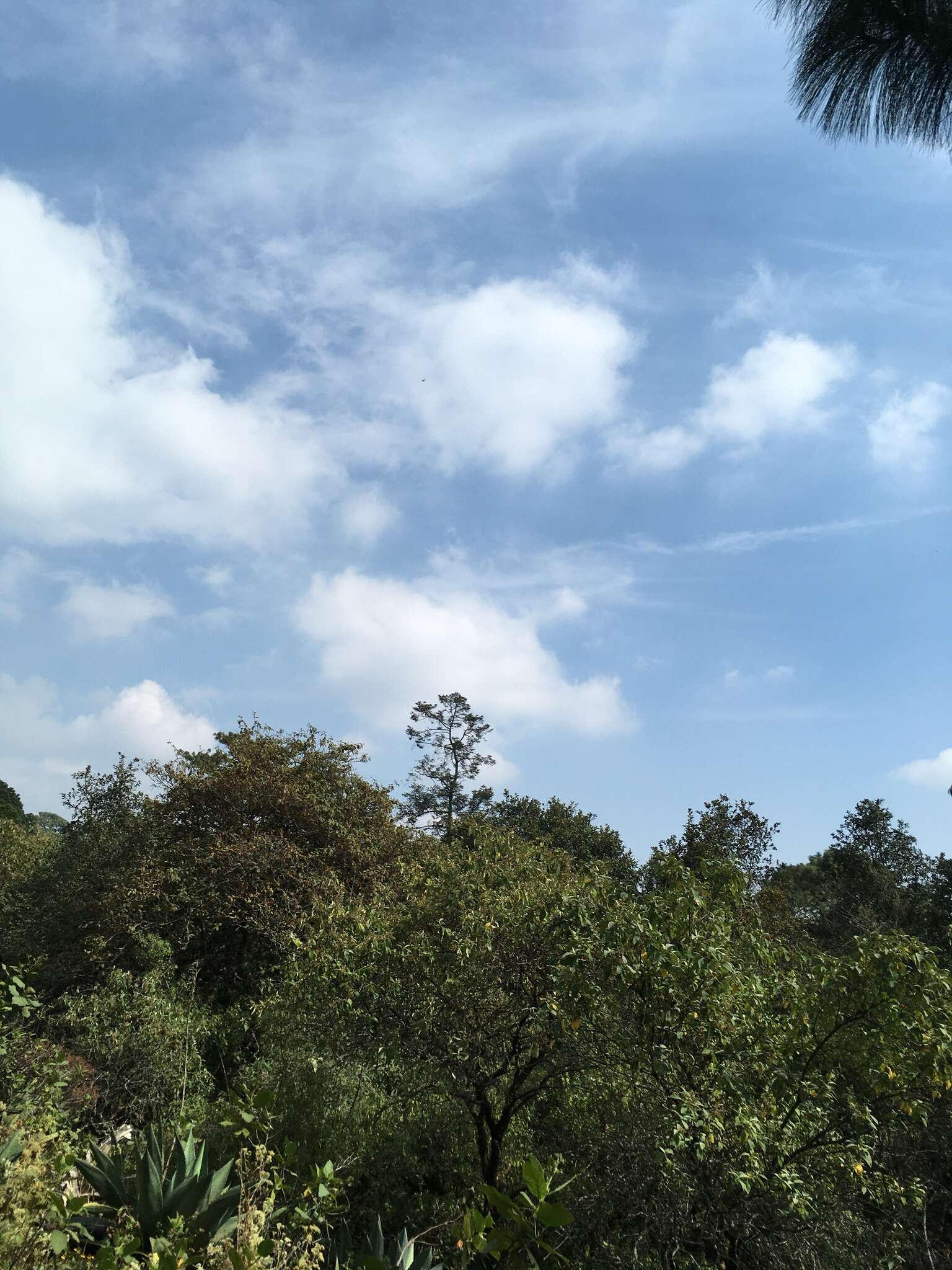 Image of Abies guatemalensis var. jaliscana Martínez