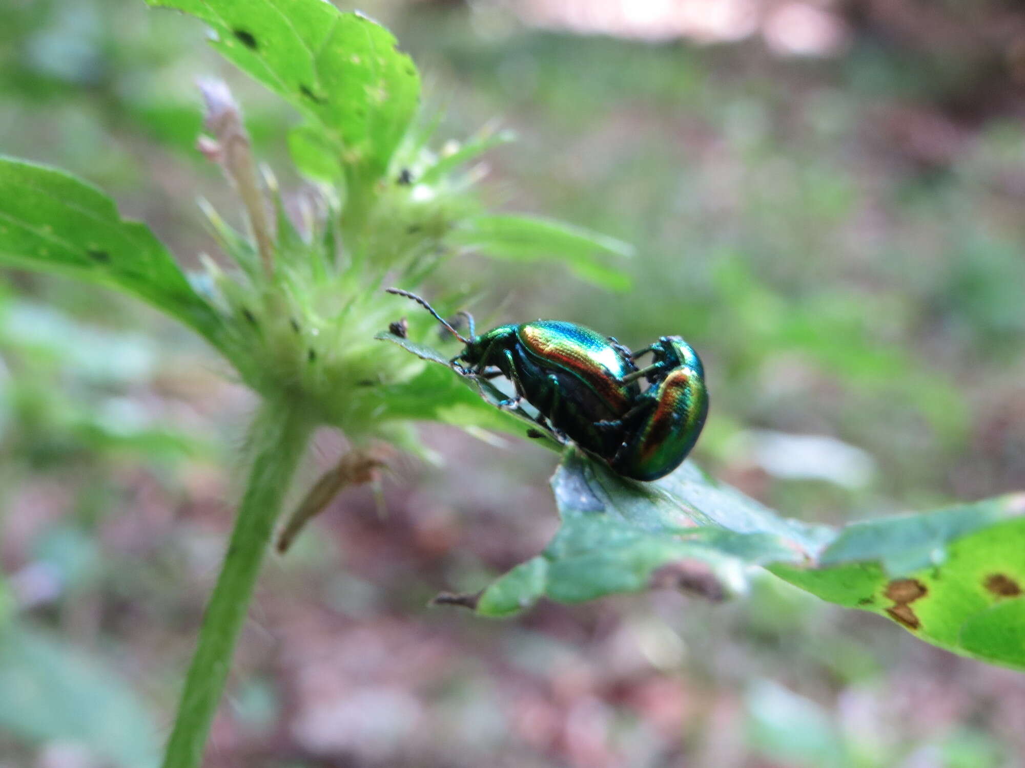 Image of Chrysolina fastuosa