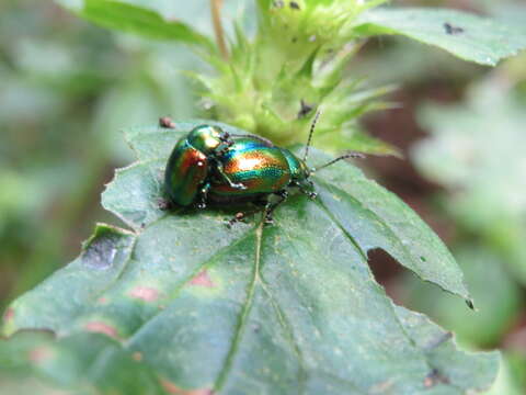 Image of Chrysolina fastuosa