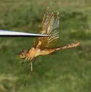 Sympetrum croceolum (Selys 1883) resmi