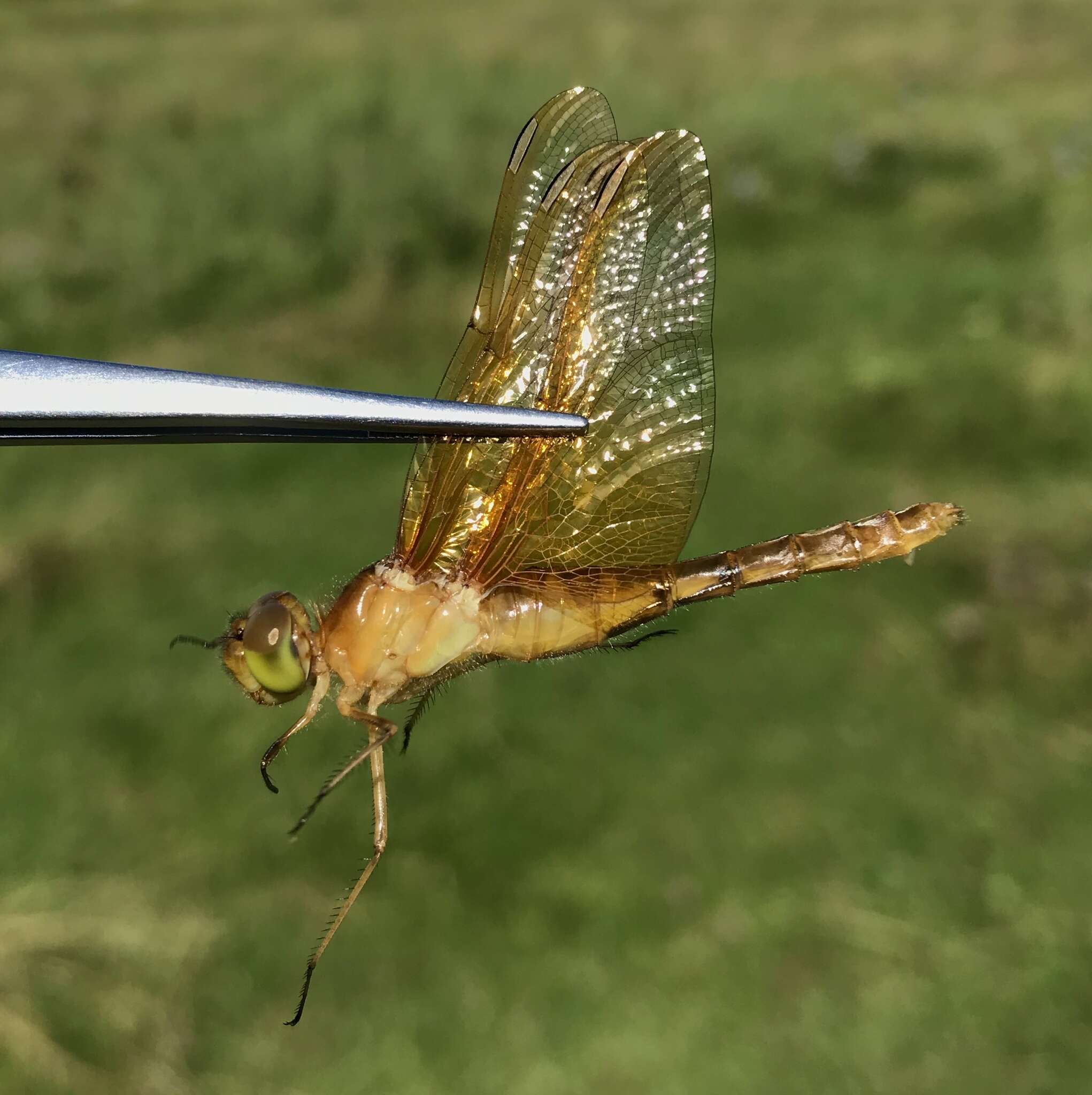 Image of Sympetrum croceolum (Selys 1883)