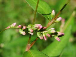 Image of Dock-Leaf Smartweed