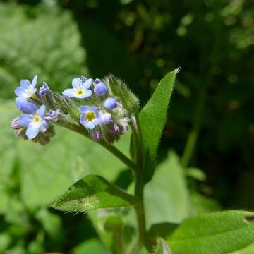 Слика од Myosotis arvensis (L.) Hill