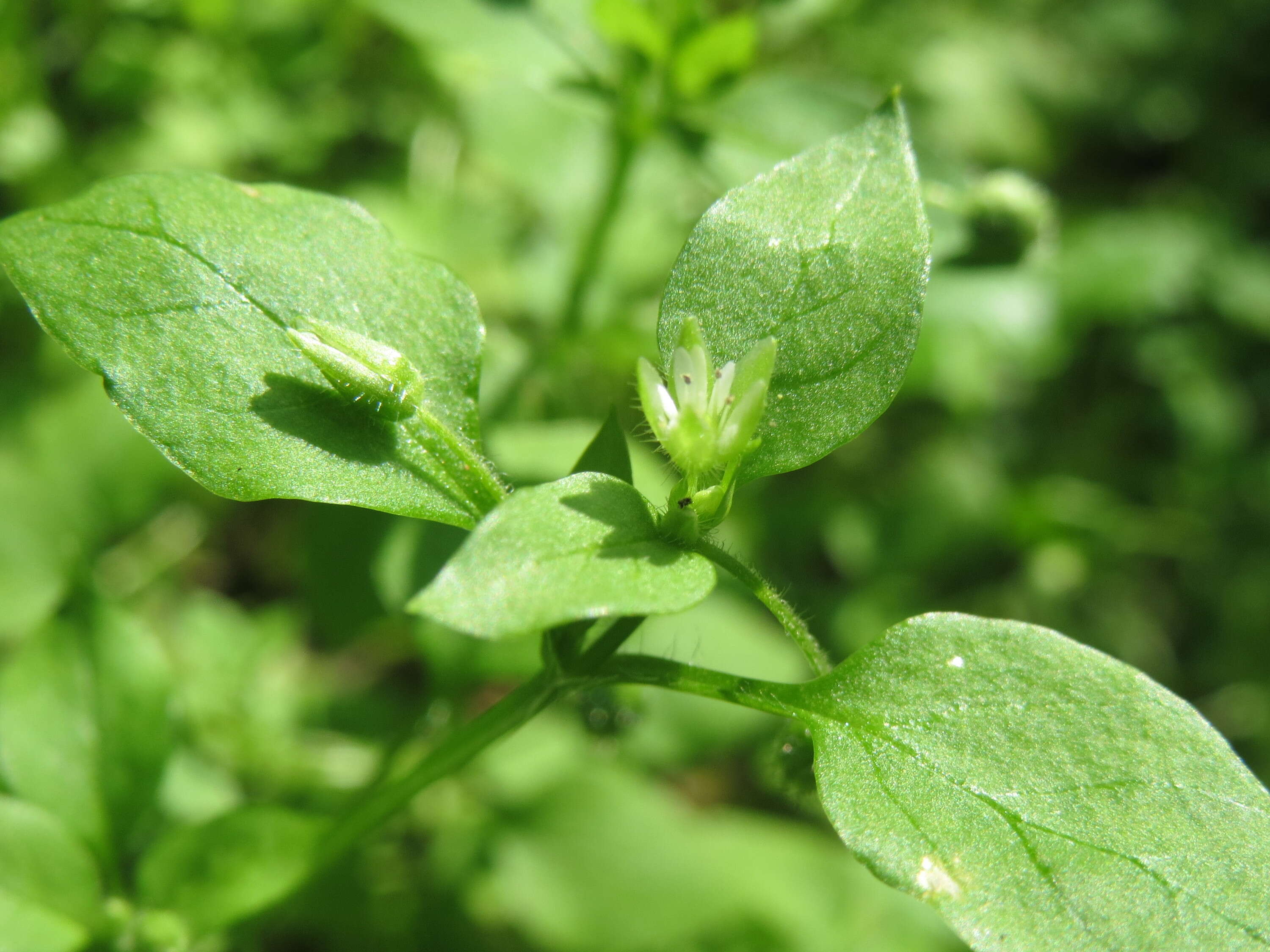 Image of common chickweed