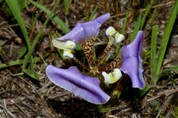 Image of Cypella unguiculata (Baker) Roitman & J. A. Castillo