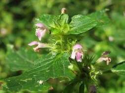 Image of lesser hemp-nettle