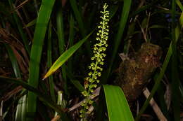 Image of Benthamia chlorantha (Spreng.) Garay & G. A. Romero