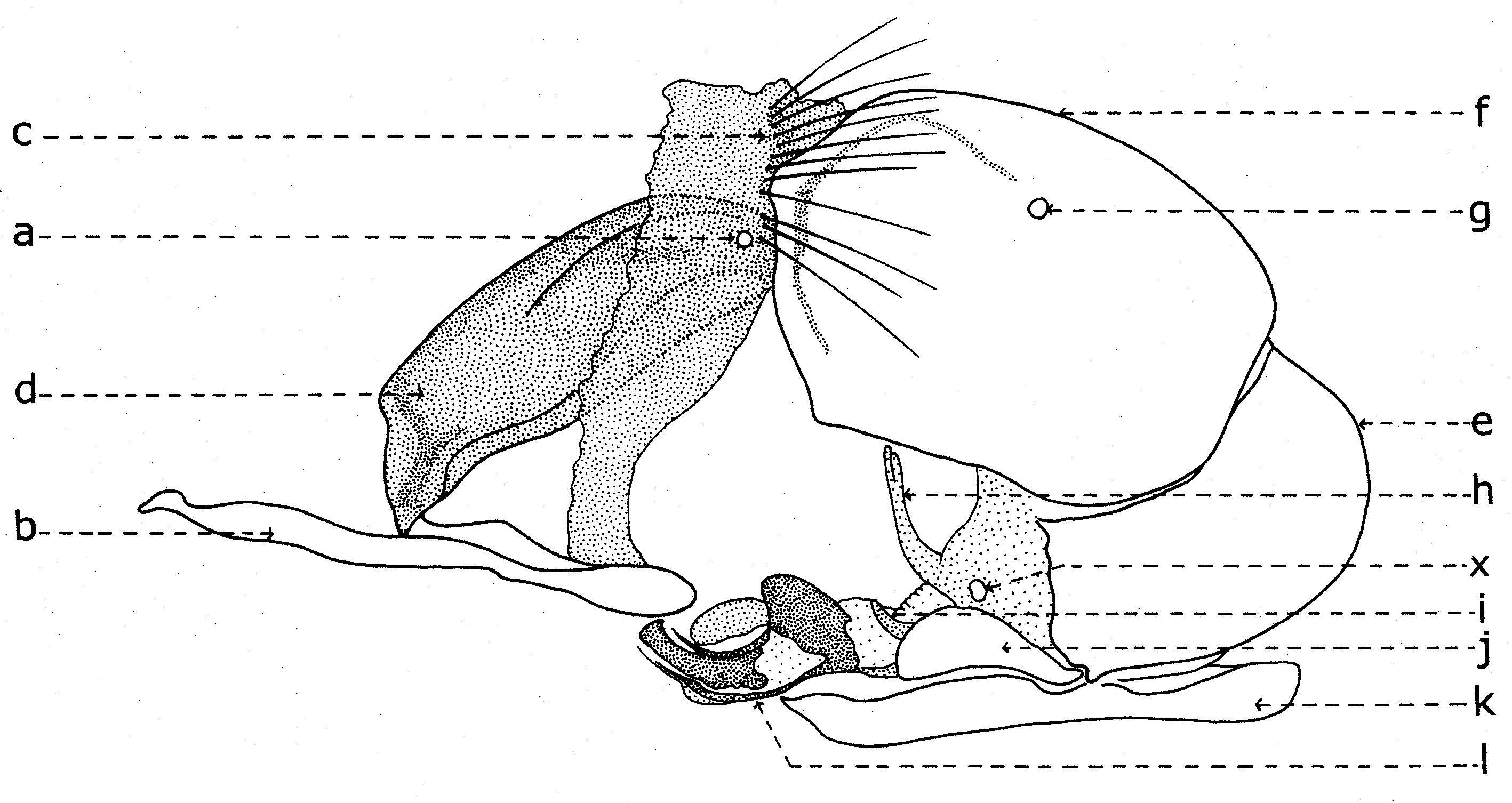 صورة Sarcophaga carnaria (Linnaeus 1758)