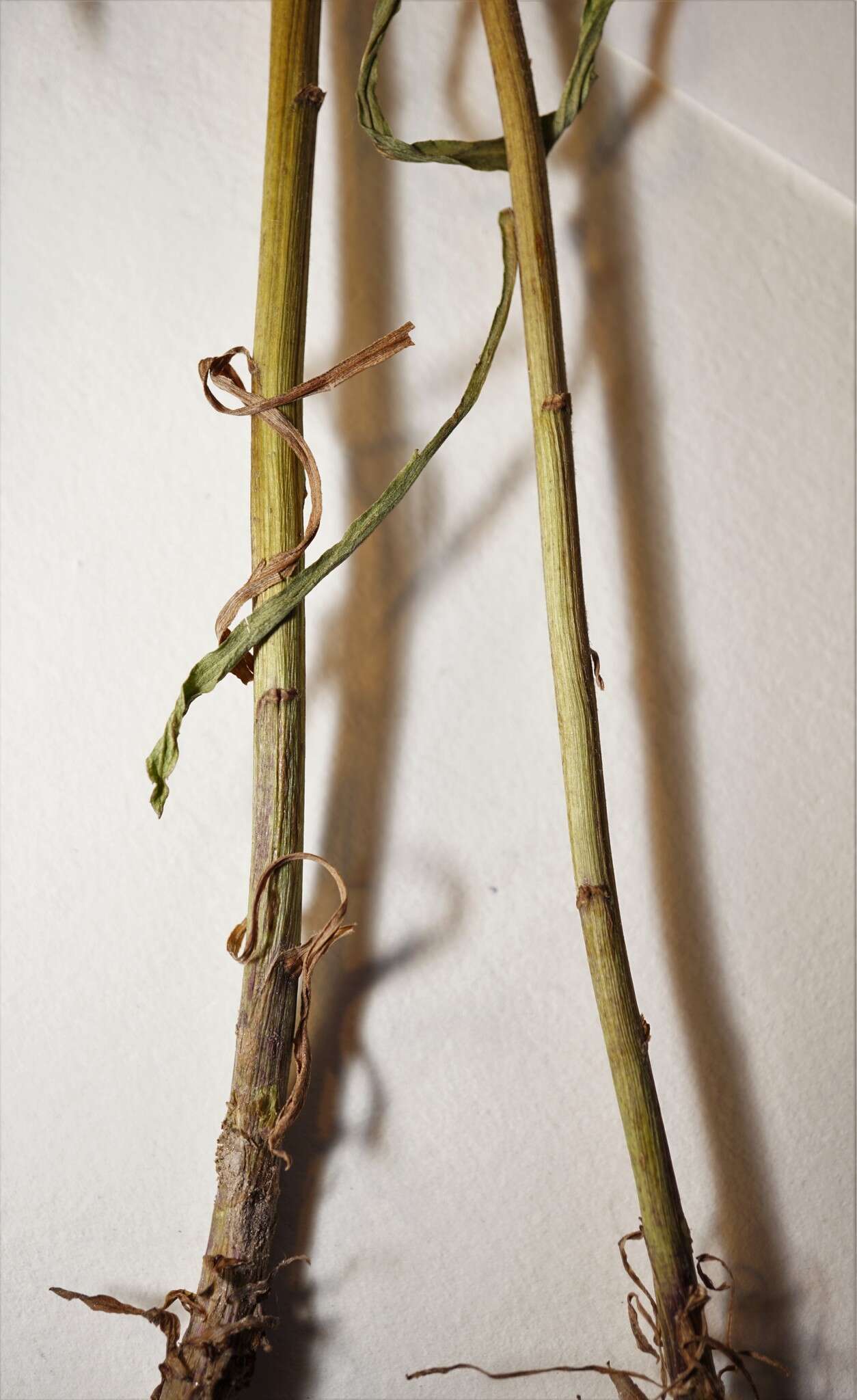 Image de <i>Solidago <i>canadensis</i></i> var. canadensis