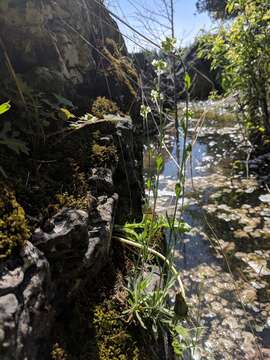 Image of rock draba