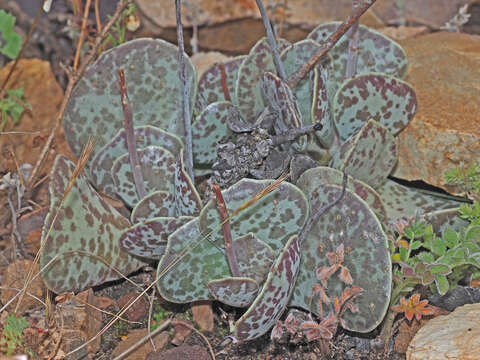 Image of Adromischus hemisphaericus (L.) Lem.