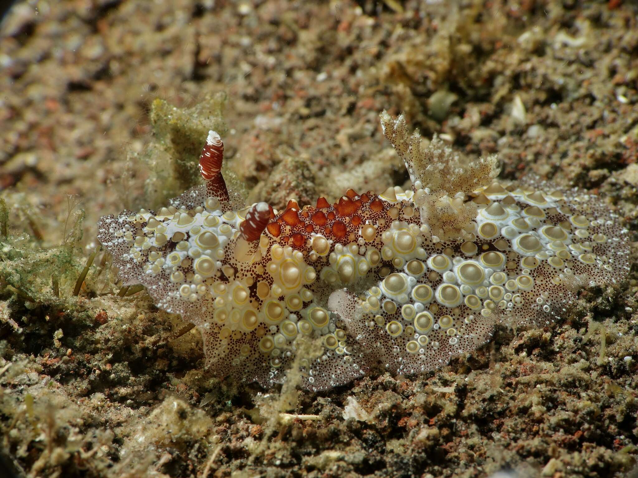 Carminodoris estrelyado (Gosliner & Behrens 1998) resmi