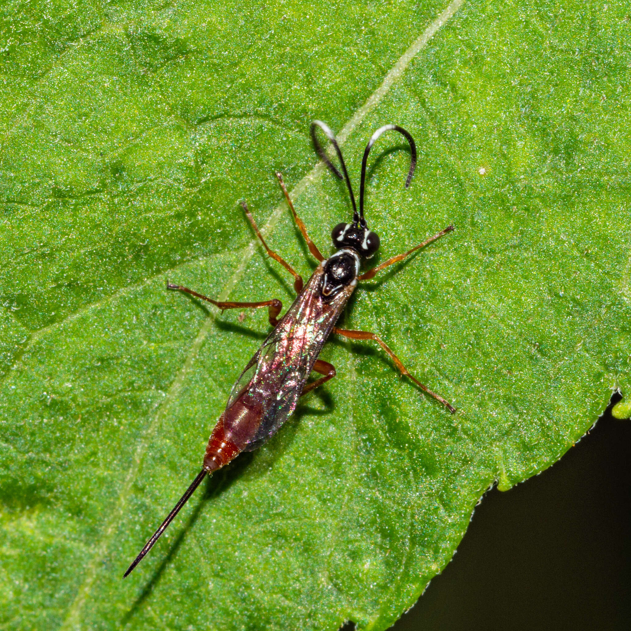 Sivun Mesostenus gracilis Cresson 1864 kuva