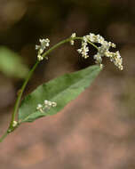 Image of Alpine Fleeceflower