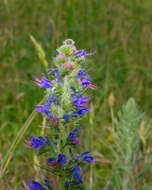 Imagem de Echium vulgare L.