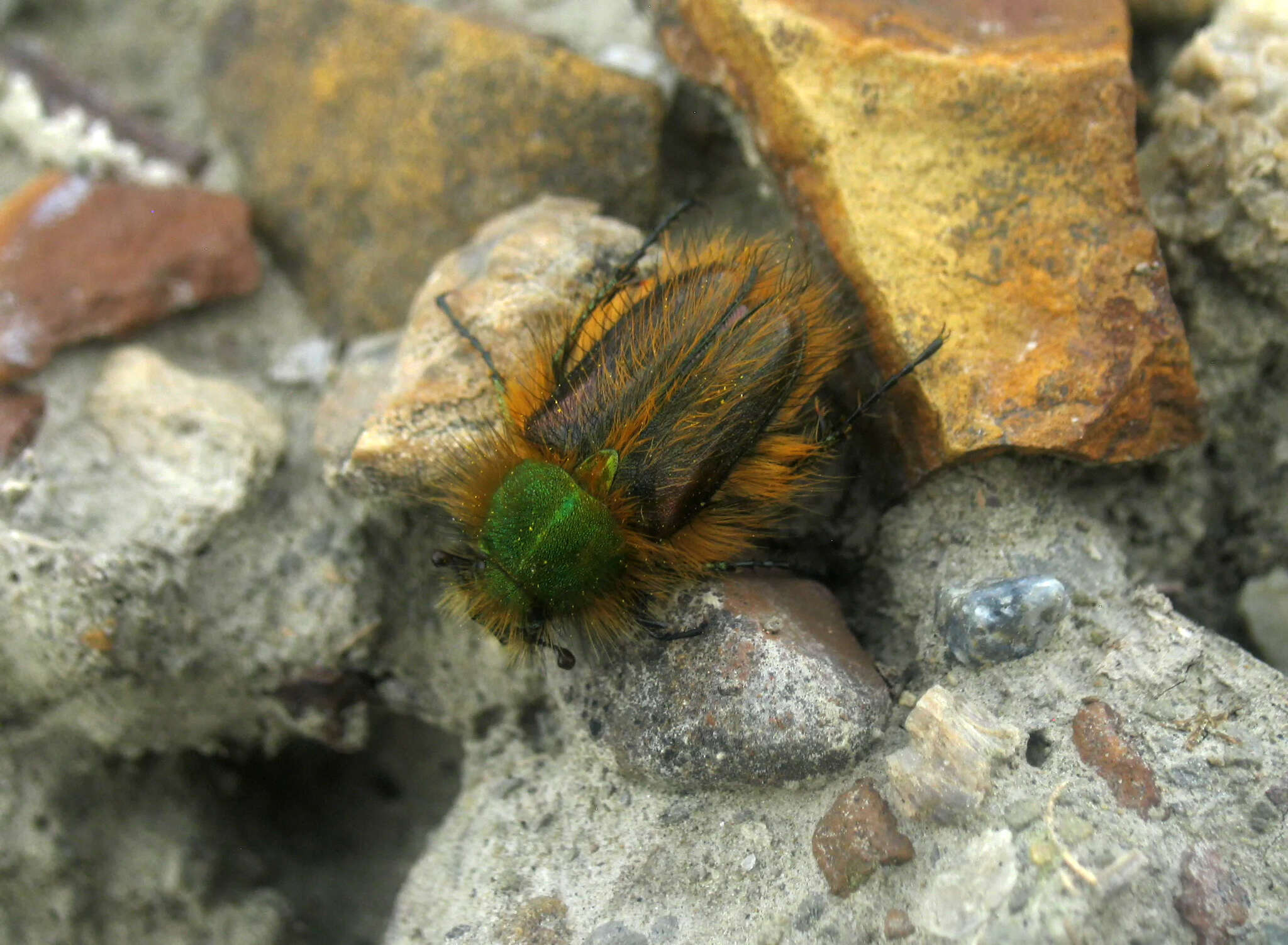 صورة Pygopleurus vulpes (Fabricius 1781)