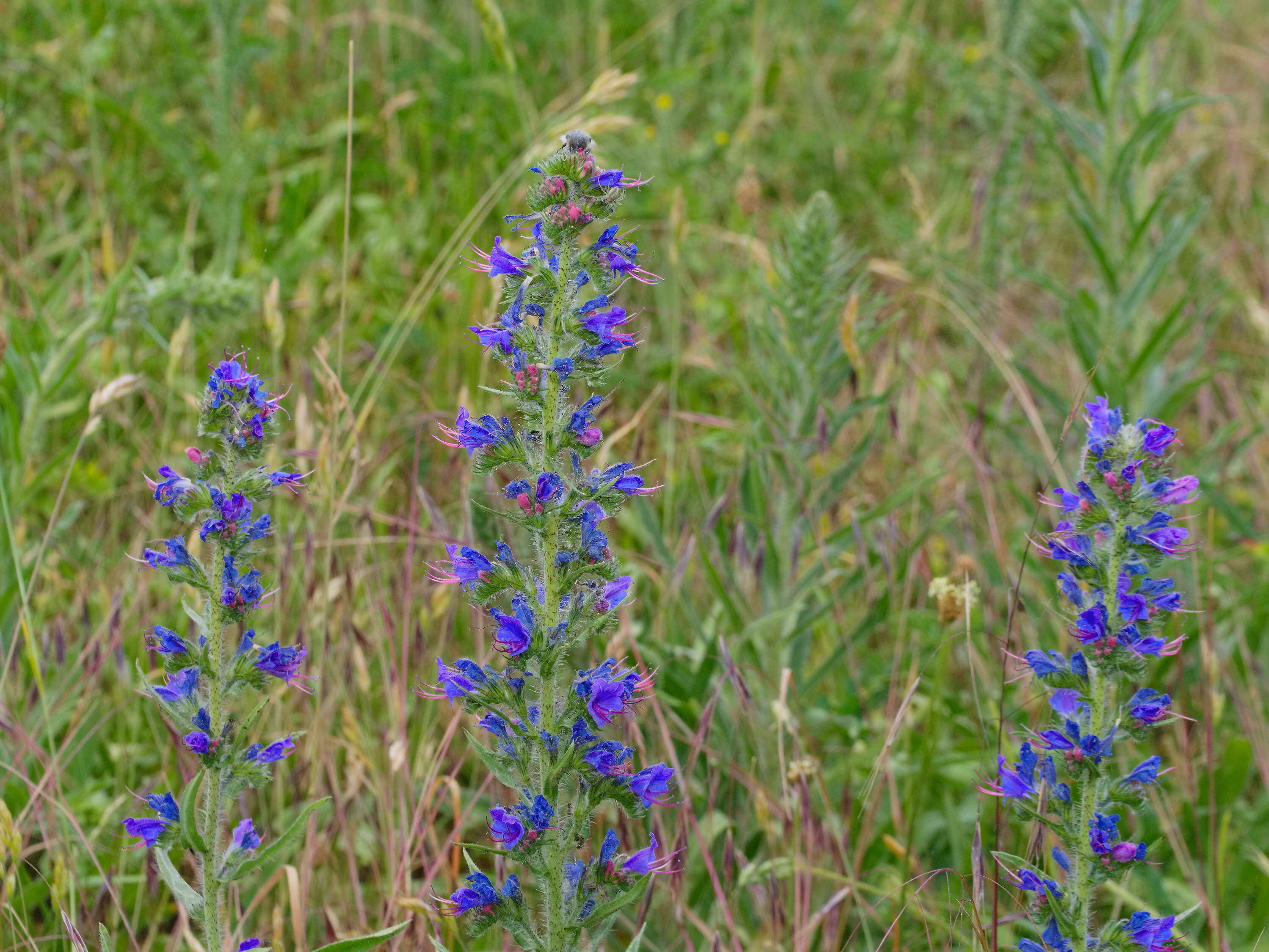 Imagem de Echium vulgare L.