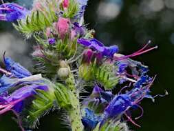 Imagem de Echium vulgare L.