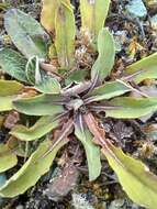 Image of Sonchus novae-zelandiae (Hook. fil.) Benth. & Hook. fil.