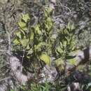 Image of Phoradendron reichenbachianum (Seem.) Oliver