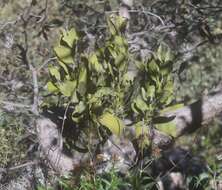 Phoradendron reichenbachianum (Seem.) Oliver的圖片