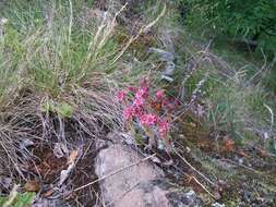 Image of Cobweb Houseleek