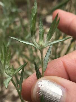 Image of Narrow-leaved cudweed