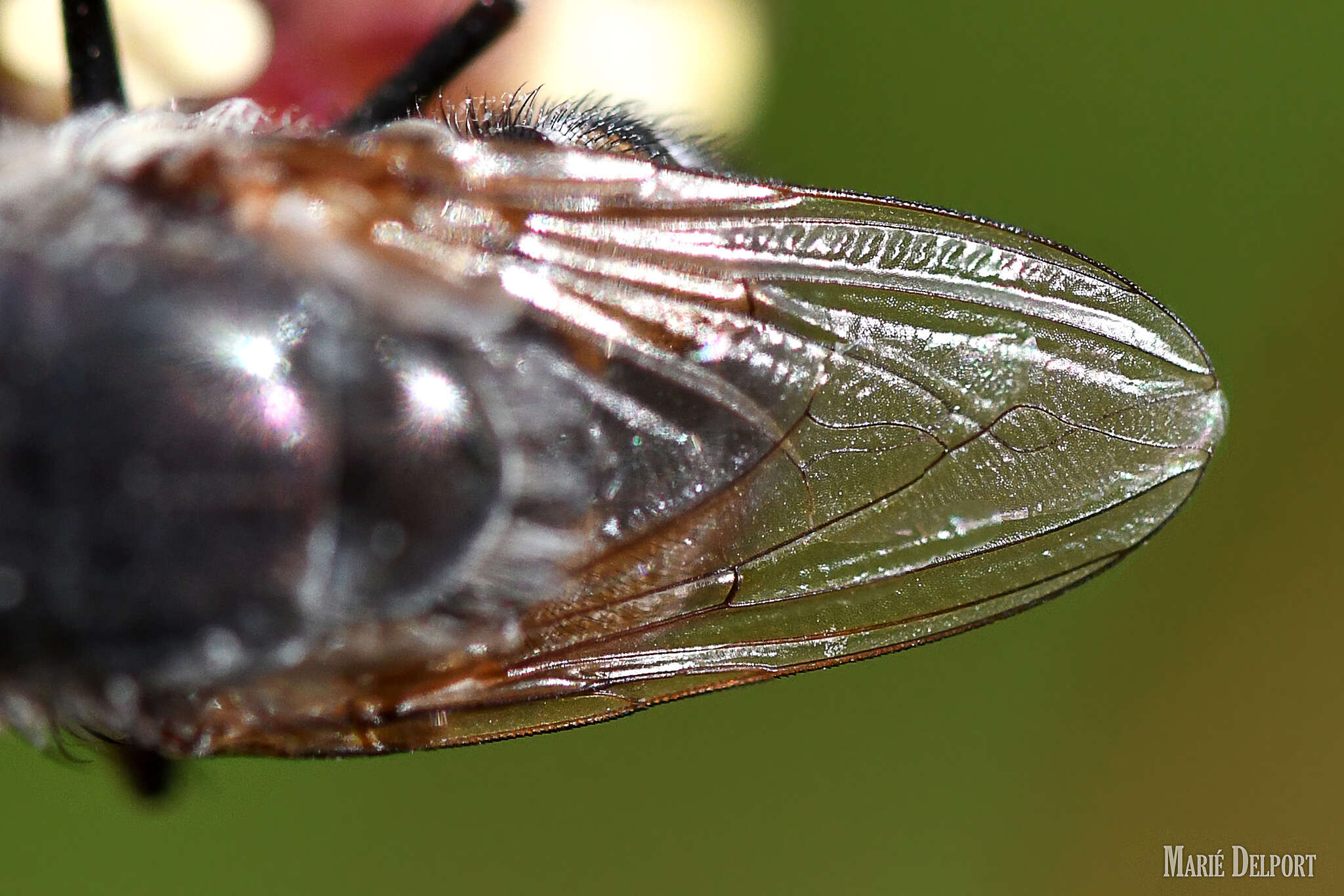 Image of Rhyncomya paradoxa Zumpt 1958