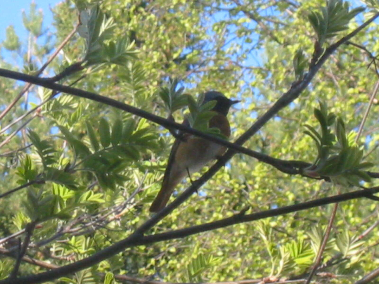 Image of Common Redstart